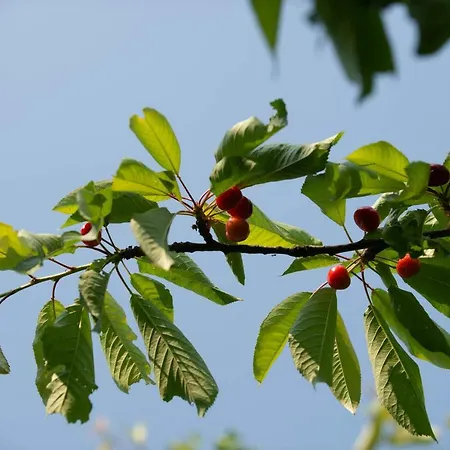 Planinca -hisa Z Razgledom Апартаменты Smarje pri Jelsah