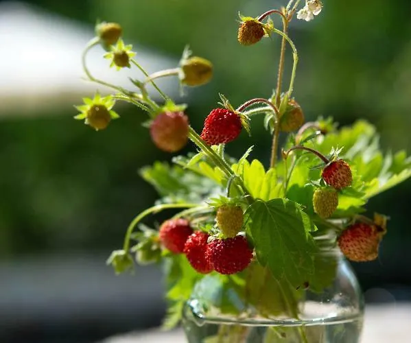 Planinca -hisa Z Razgledom Lejlighed