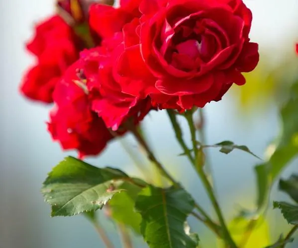 Planinca -hisa Z Razgledom Lejlighed