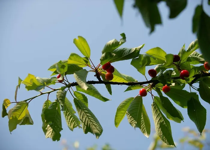 Planinca -hisa Z Razgledom Lejlighed Smarje pri Jelsah